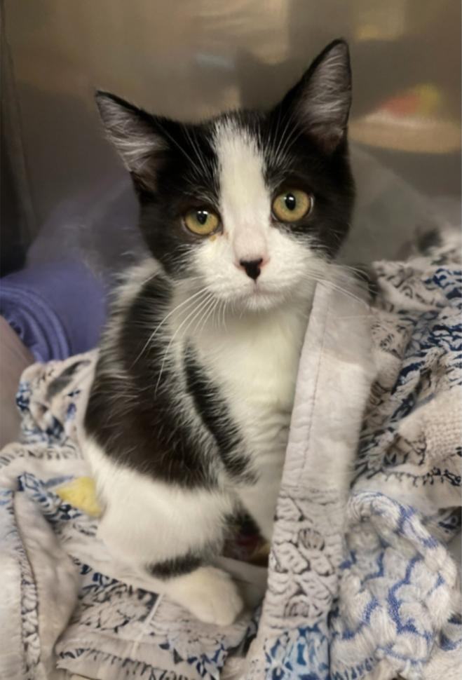 Paley, Adult Female Domestic Short Hair