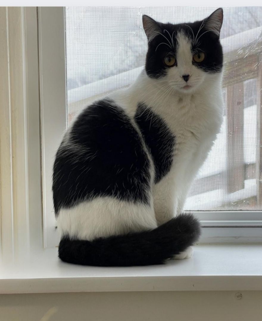 Enlarge Paley, an adoptable Domestic Short Hair in Greensburg, PA image 1/1