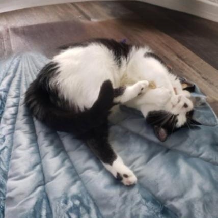 Enlarge Paley, an adoptable Domestic Short Hair in Greensburg, PA image 6/6