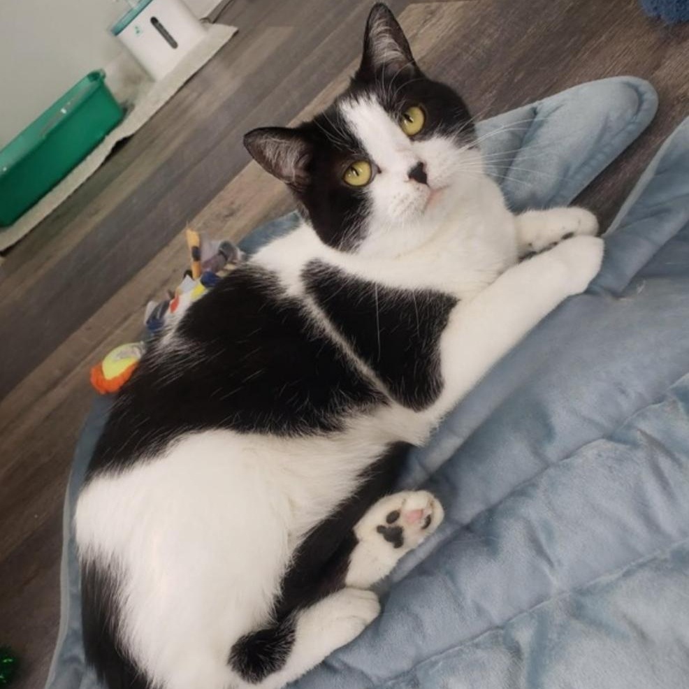 Enlarge Paley, an adoptable Domestic Short Hair in Greensburg, PA image 2/6