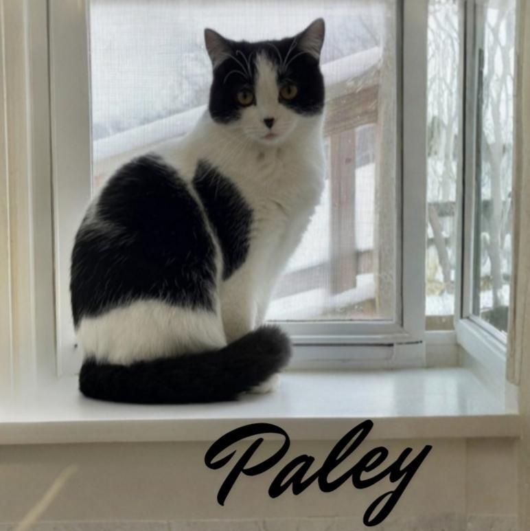 Enlarge Paley, an adoptable Domestic Short Hair in Greensburg, PA image 1/6