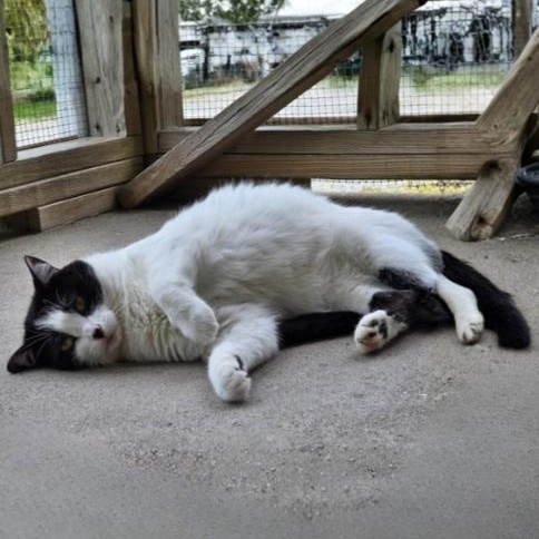 Enlarge Paley, an adoptable Domestic Short Hair in Greensburg, PA image 4/6