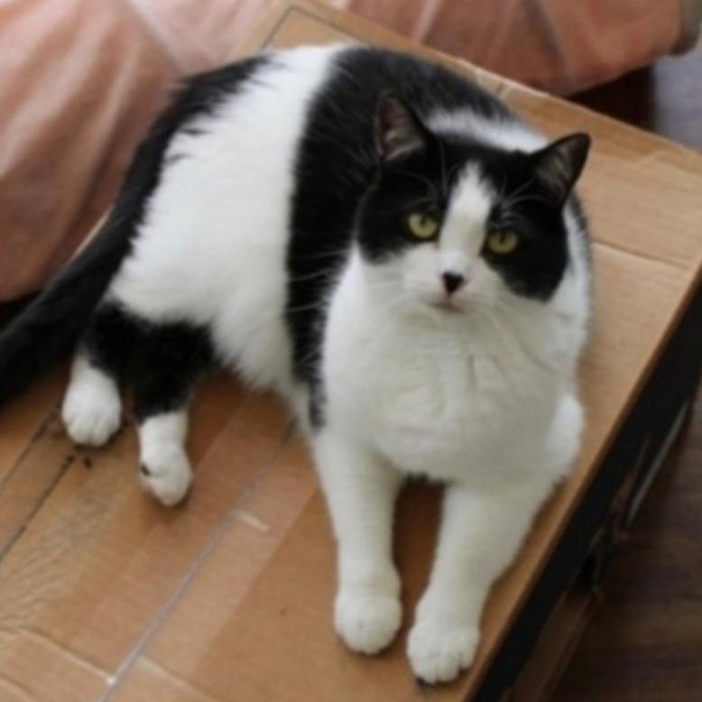 Enlarge Paley, an adoptable Domestic Short Hair in Greensburg, PA image 3/6