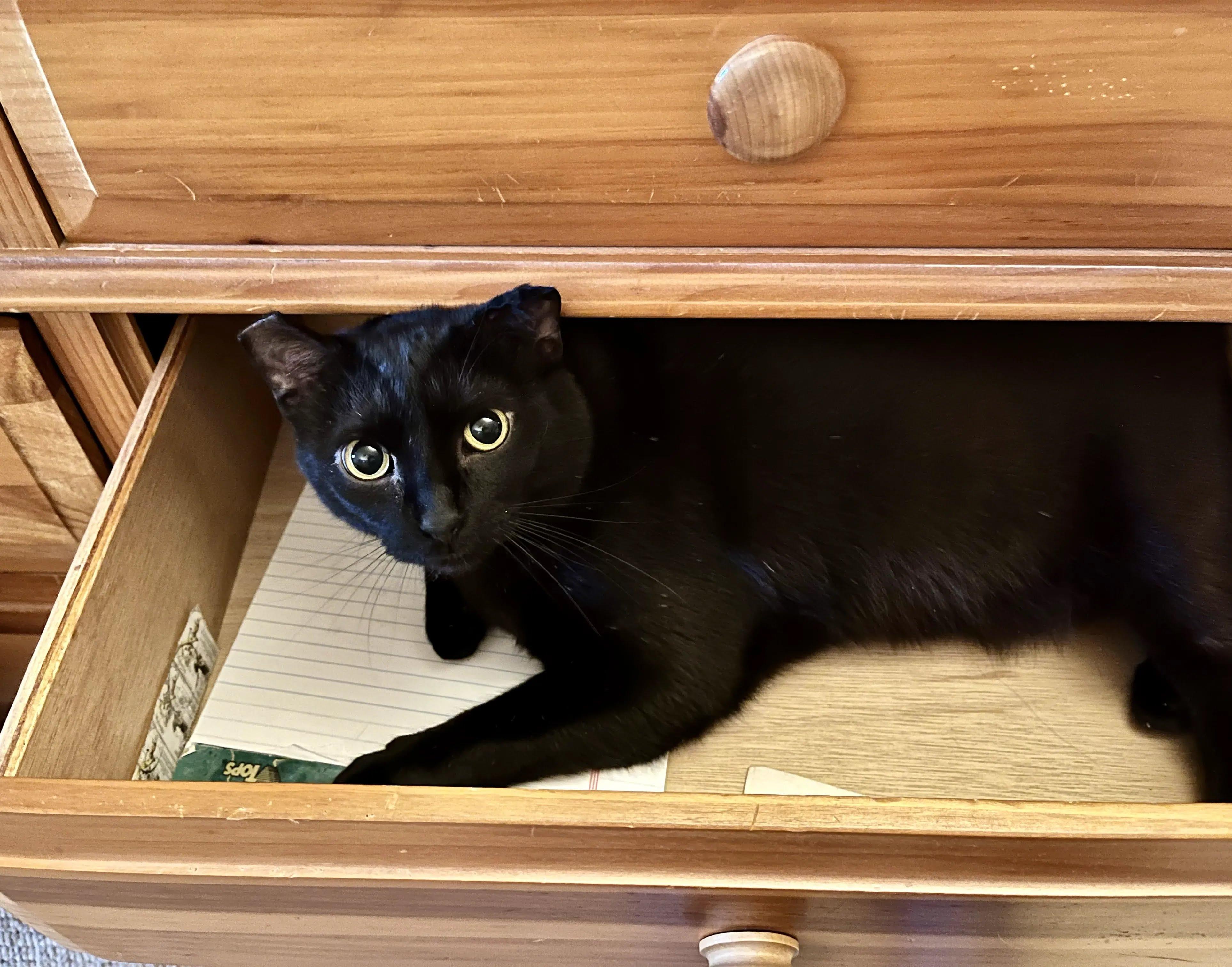 Enlarge Scooty, a Adoptable Domestic Short Hair in Dayton, OH image 1/4