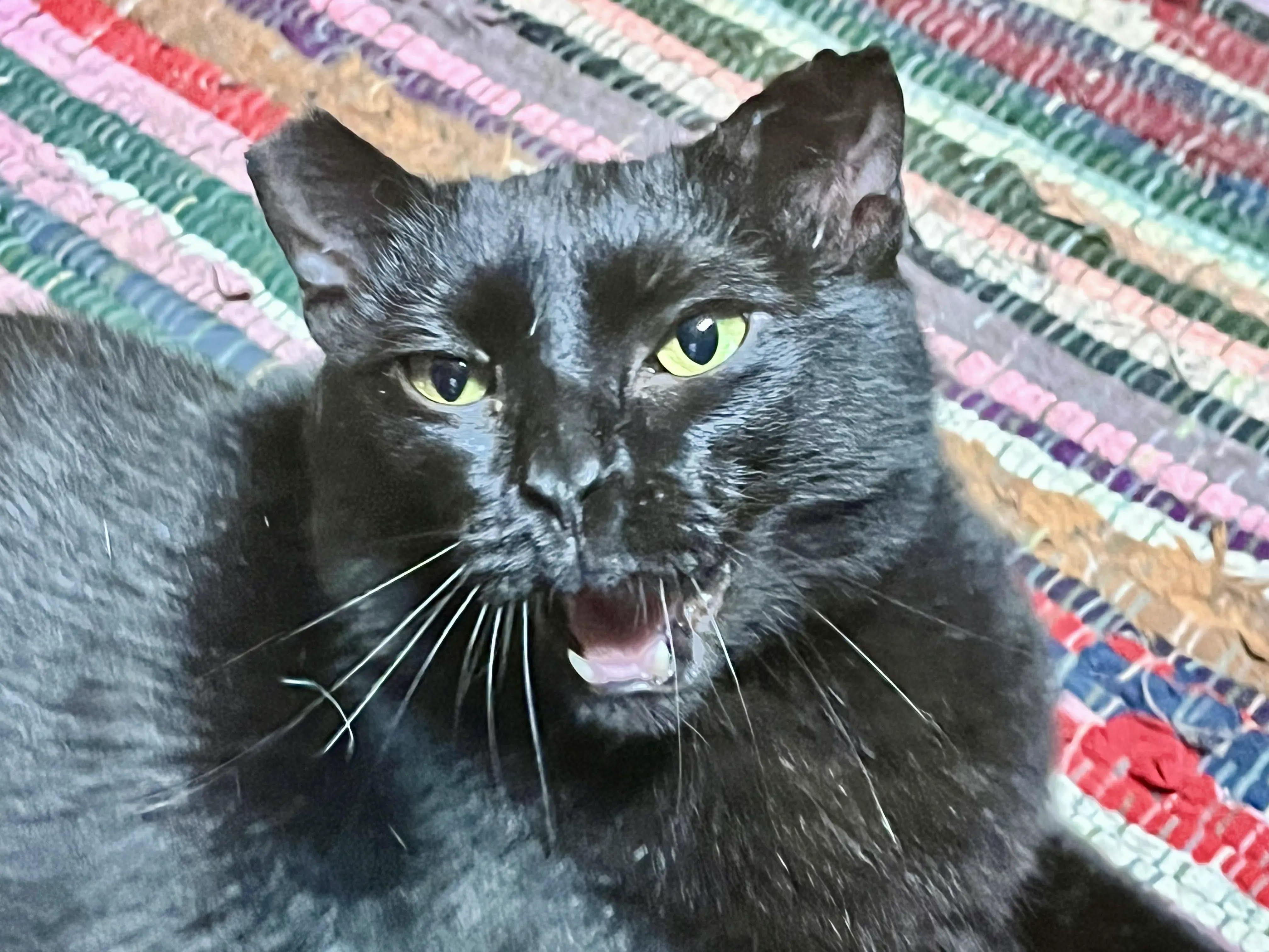 Enlarge Scooty, a Adoptable Domestic Short Hair in Dayton, OH image 3/4