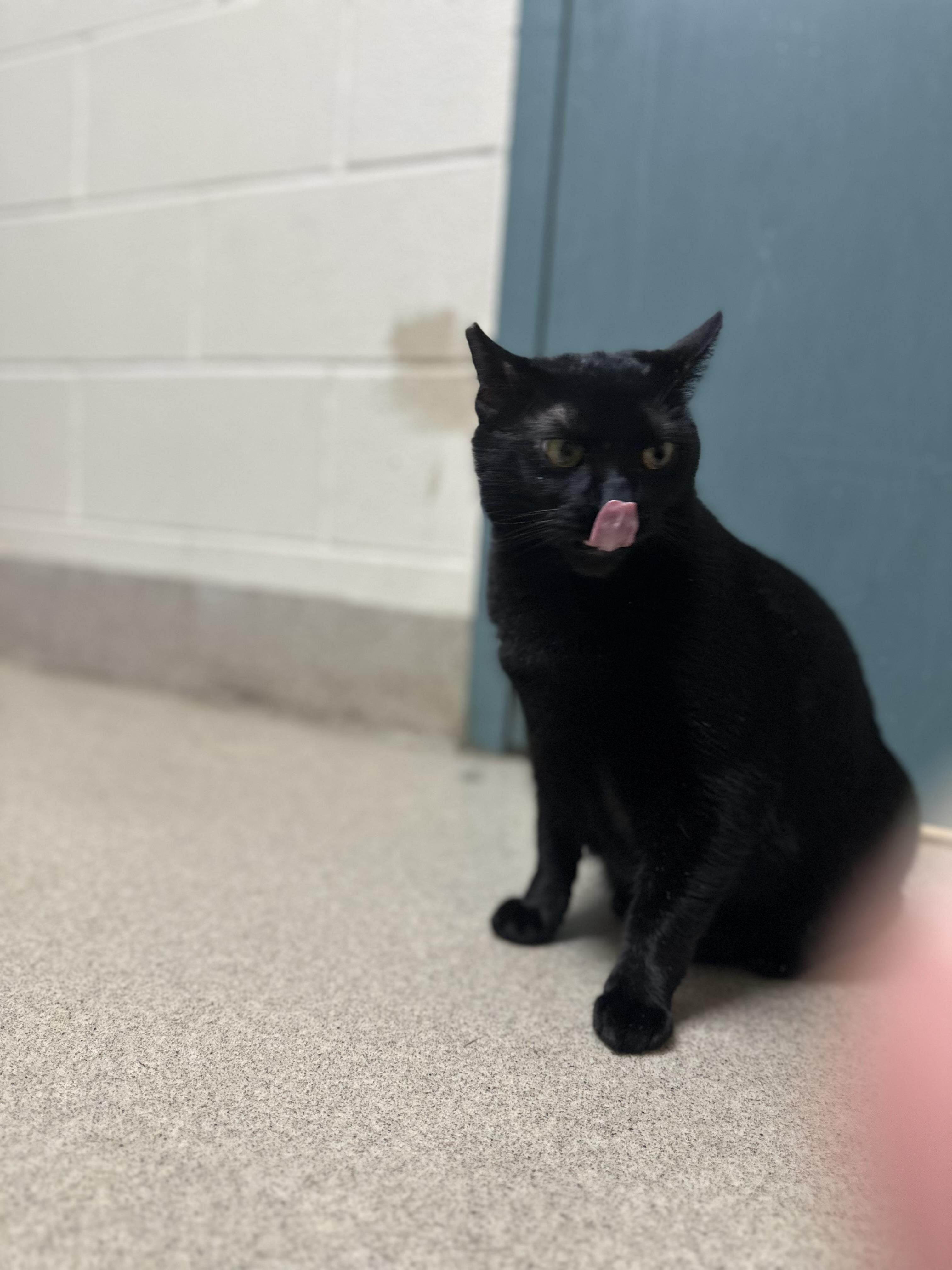 Enlarge Scooty, a Adoptable Domestic Short Hair in Dayton, OH image 1/2