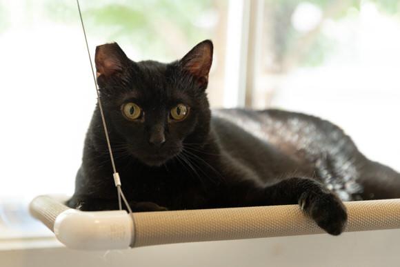 Enlarge Scooty, a Adoptable Domestic Short Hair in Dayton, OH image 2/2