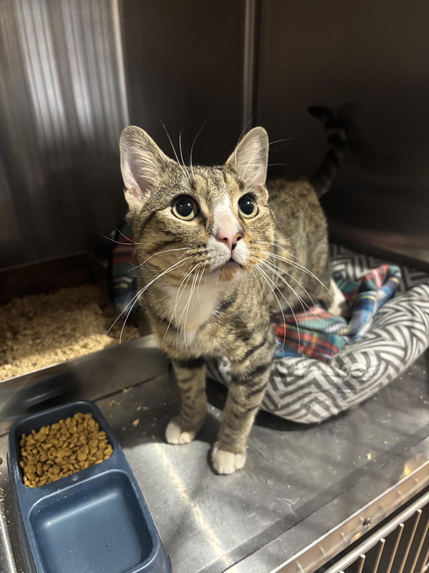 #144 Frankie, Adopted, Young Male Domestic Short Hair.