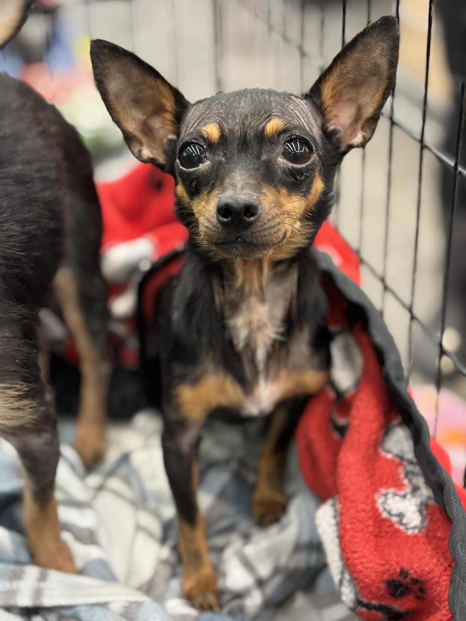 Devi, a ADOPTABLE mixed breed in Grand Rapids, MI image 1/2