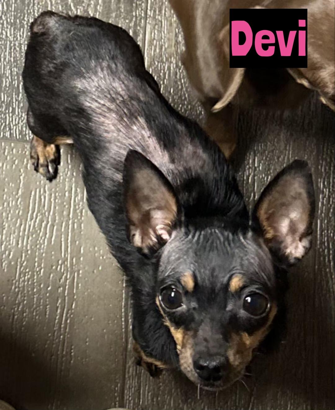 Devi, a ADOPTABLE mixed breed in Grand Rapids, MI image 2/2
