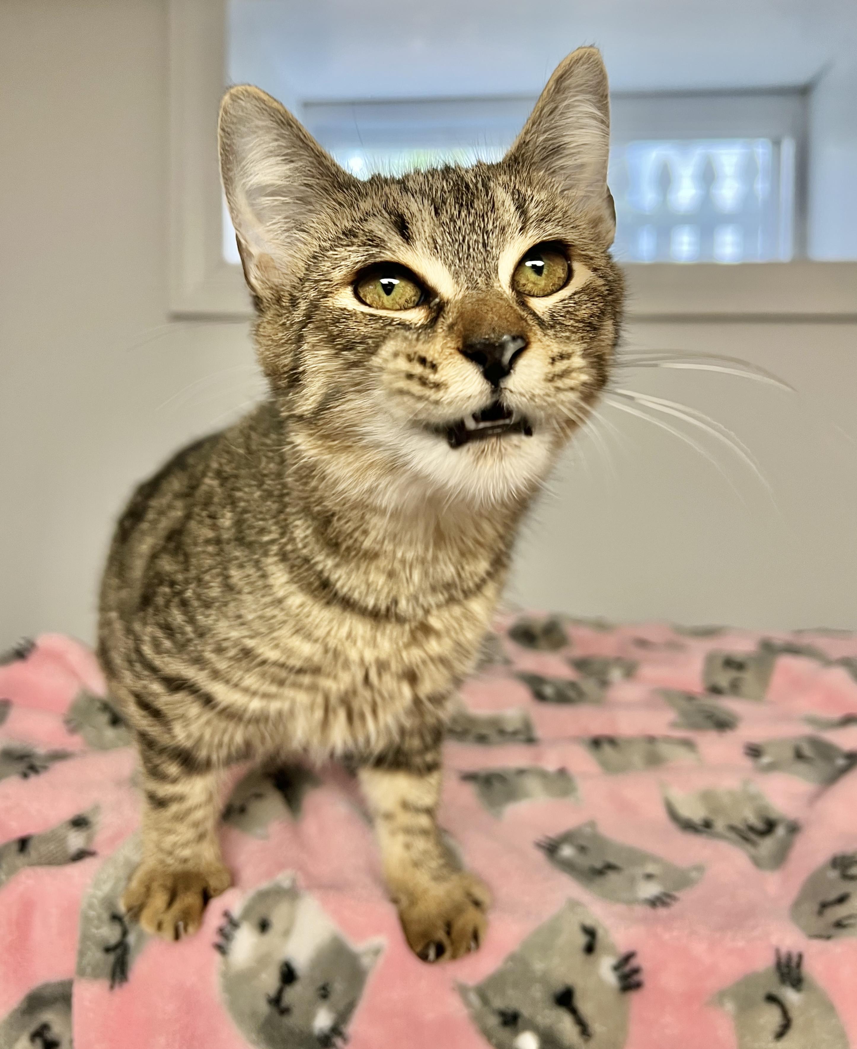 Peanut Butter, Adoptable, Kitten Female Domestic Short Hair.