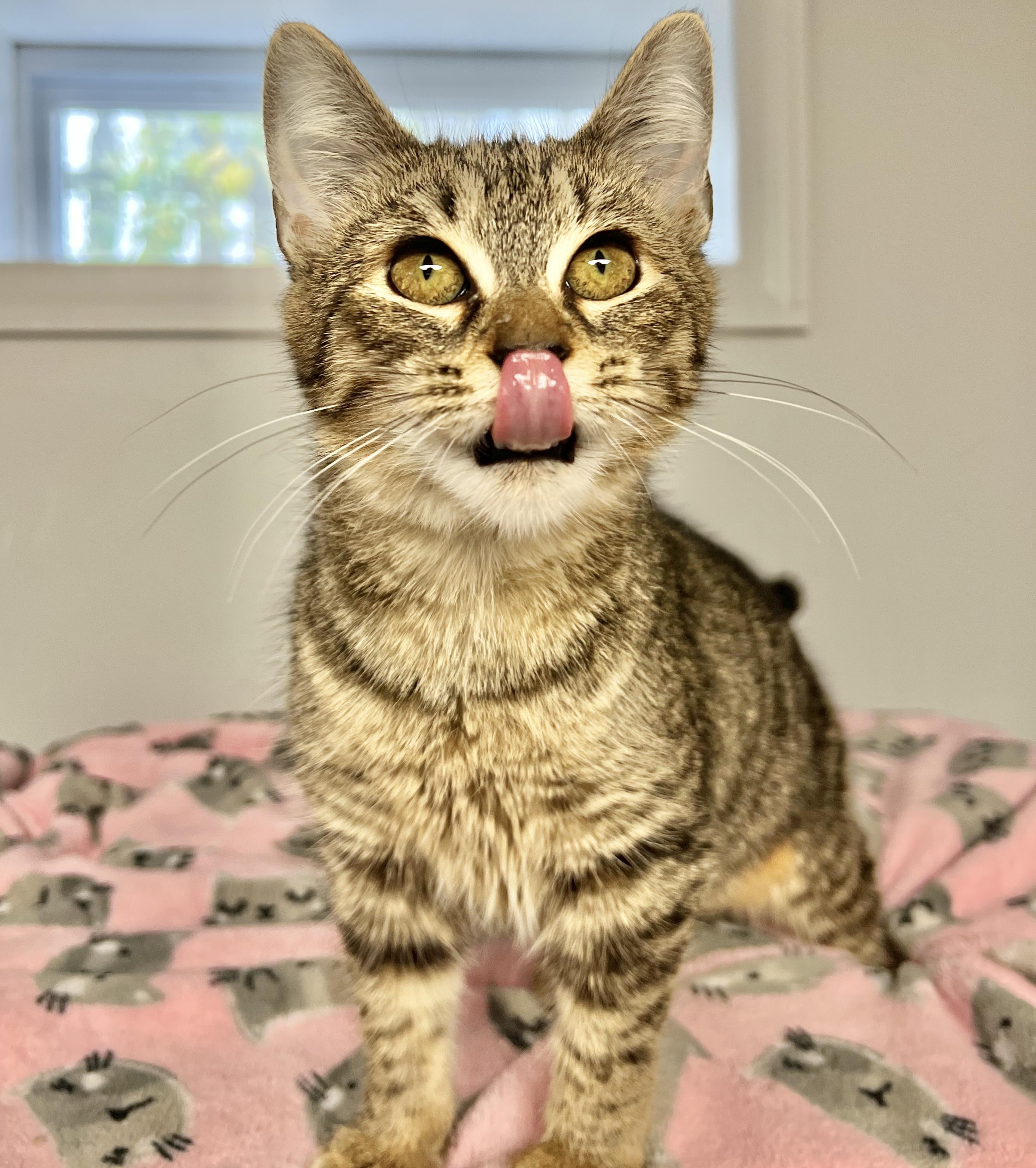 Enlarge Peanut Butter, a Adoptable Domestic Short Hair in North Babylon, NY image 2/6