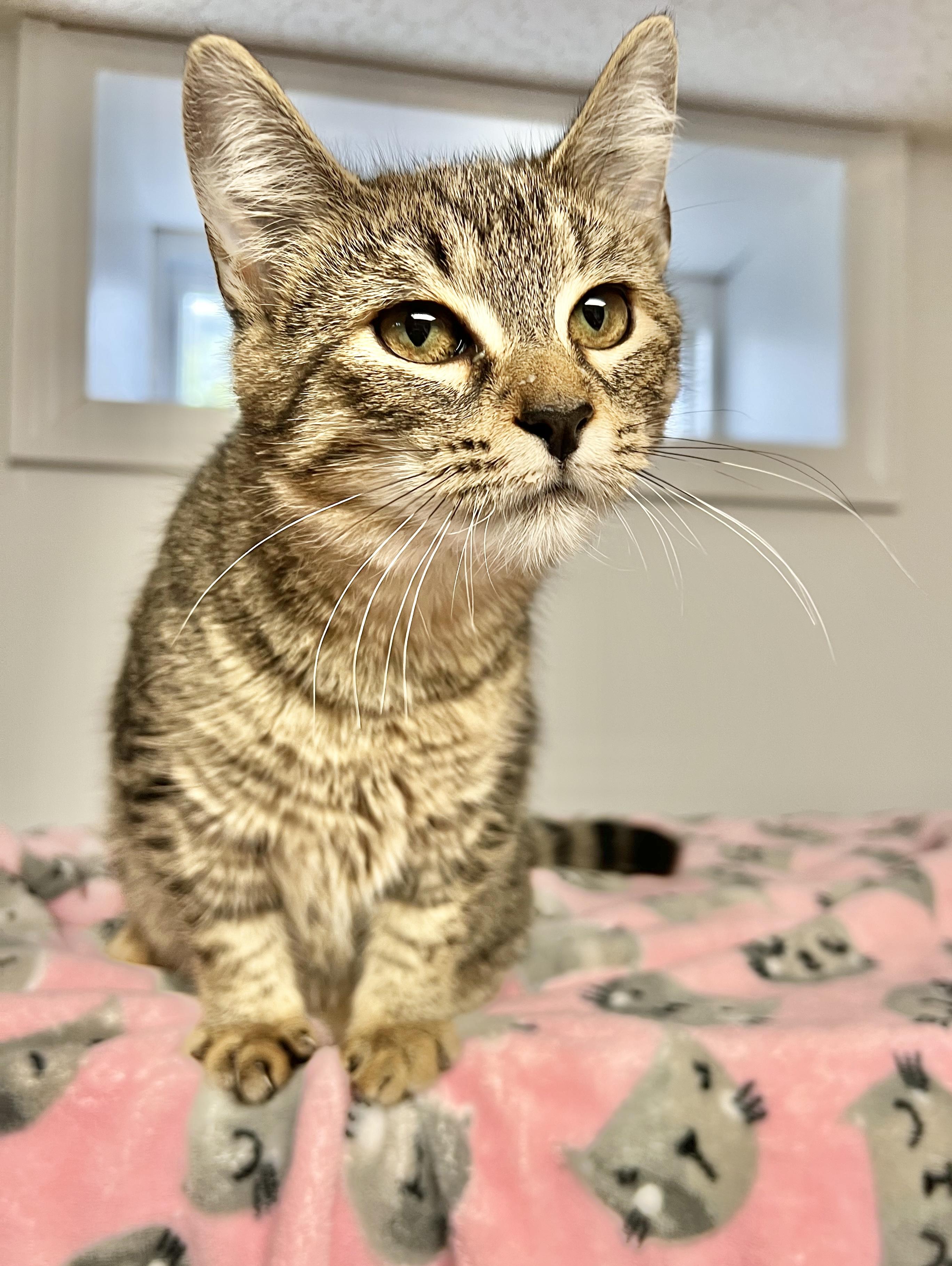 Enlarge Peanut Butter, a Adoptable Domestic Short Hair in North Babylon, NY image 3/6