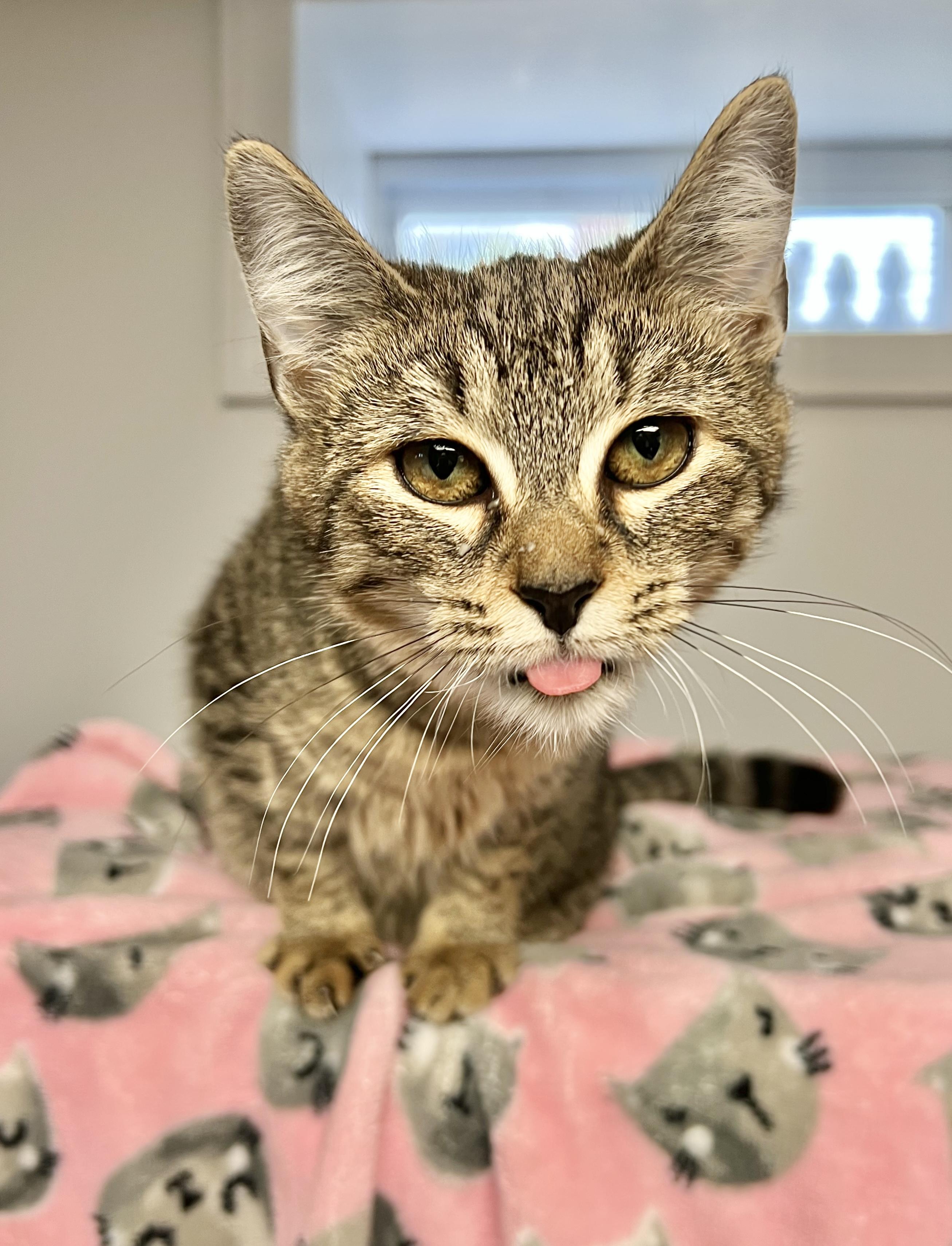 Enlarge Peanut Butter, a Adoptable Domestic Short Hair in North Babylon, NY image 6/6