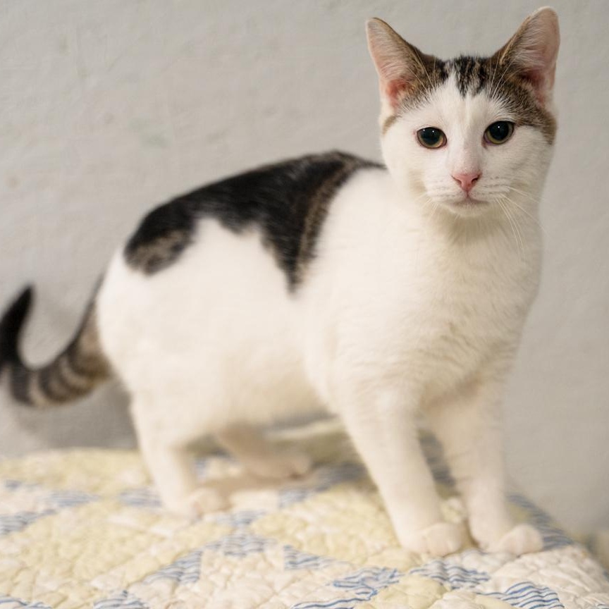 Enlarge Teddy  FOSTER MOM ADORES HIM, a Adoptable mixed breed in Bethel, CT image 1/3