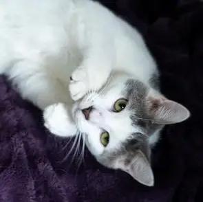 Enlarge Teddy SOULFUL AND GENTLE/ FOSTER MOM ADORES HIM, a Adoptable mixed breed in Bethel, CT image 2/5