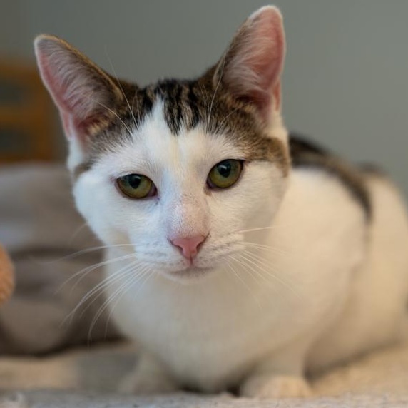 Enlarge Teddy SOULFUL AND GENTLE/ FOSTER MOM ADORES HIM, a Adoptable mixed breed in Bethel, CT image 4/5