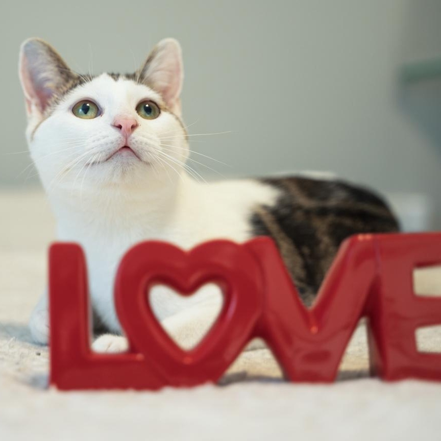 Enlarge Teddy SOULFUL AND GENTLE/ FOSTER MOM ADORES HIM, a Adoptable mixed breed in Bethel, CT image 1/5