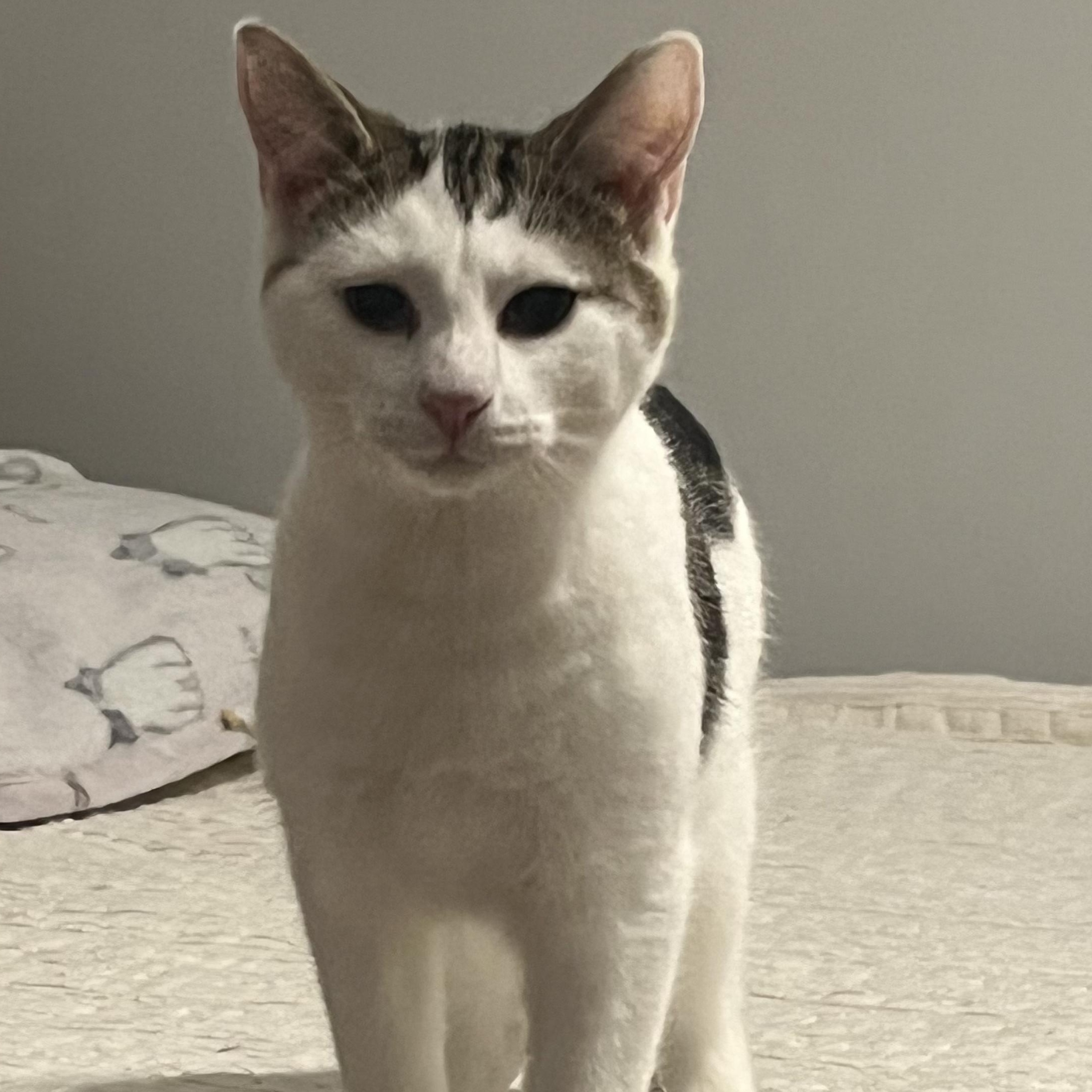 Enlarge Teddy  FOSTER MOM ADORES HIM, a Adoptable mixed breed in Bethel, CT image 2/3