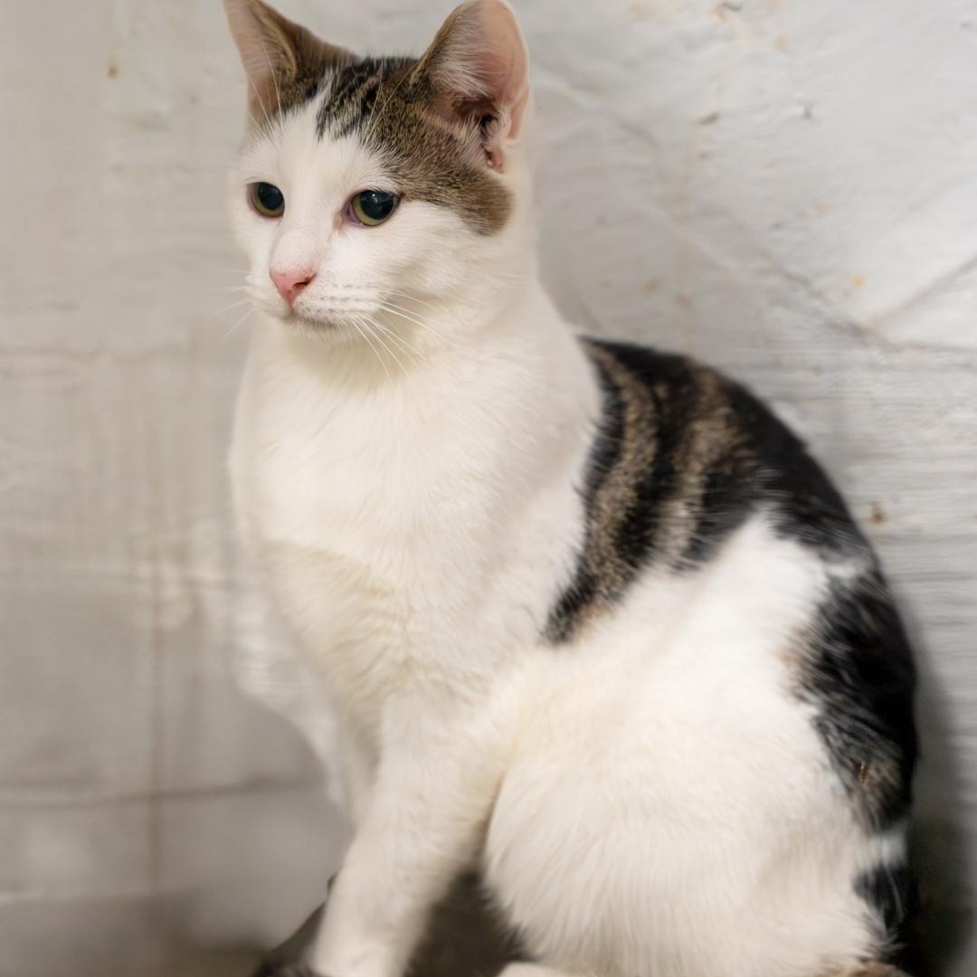 Enlarge Teddy  FOSTER MOM ADORES HIM, a Adoptable mixed breed in Bethel, CT image 3/3