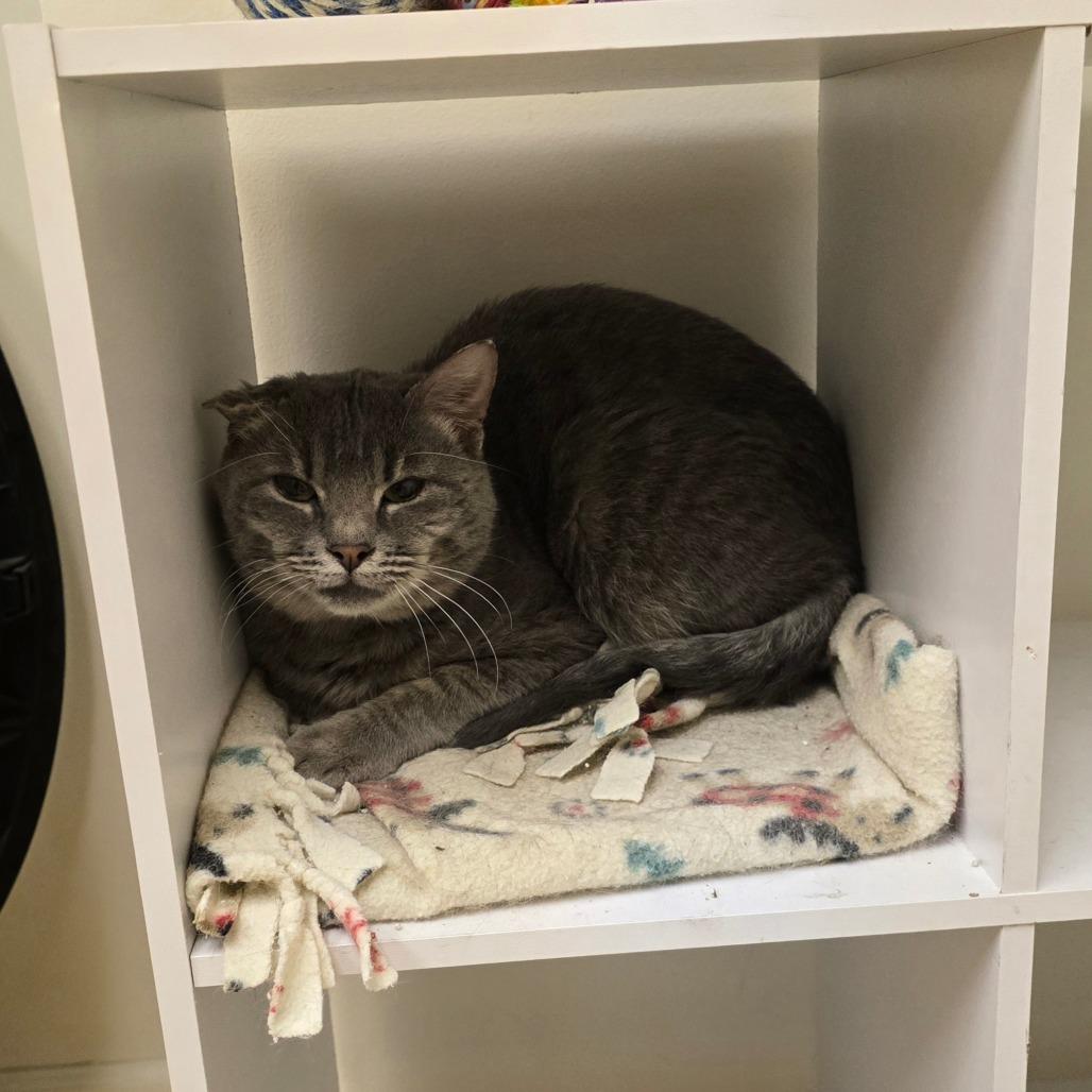 Kaboodle, Adoptable, Adult Male Domestic Short Hair.