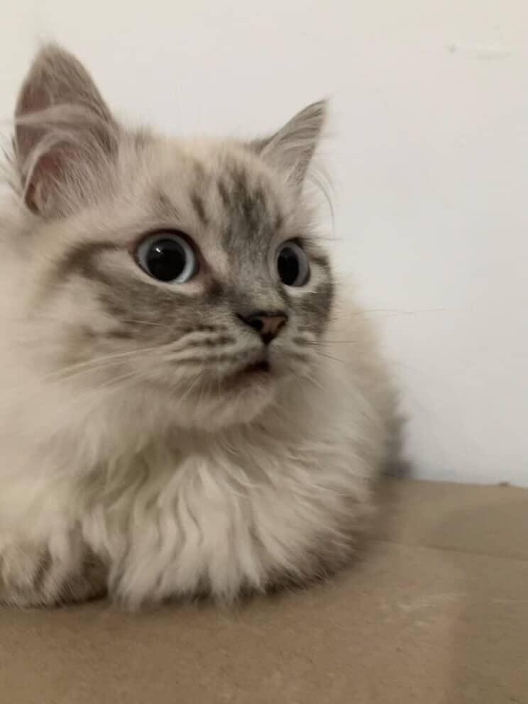 Enlarge Romeo , a ADOPTABLE mixed breed in North York, ON image 4/5