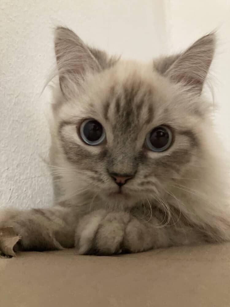 Enlarge Romeo , a ADOPTABLE mixed breed in North York, ON image 3/5