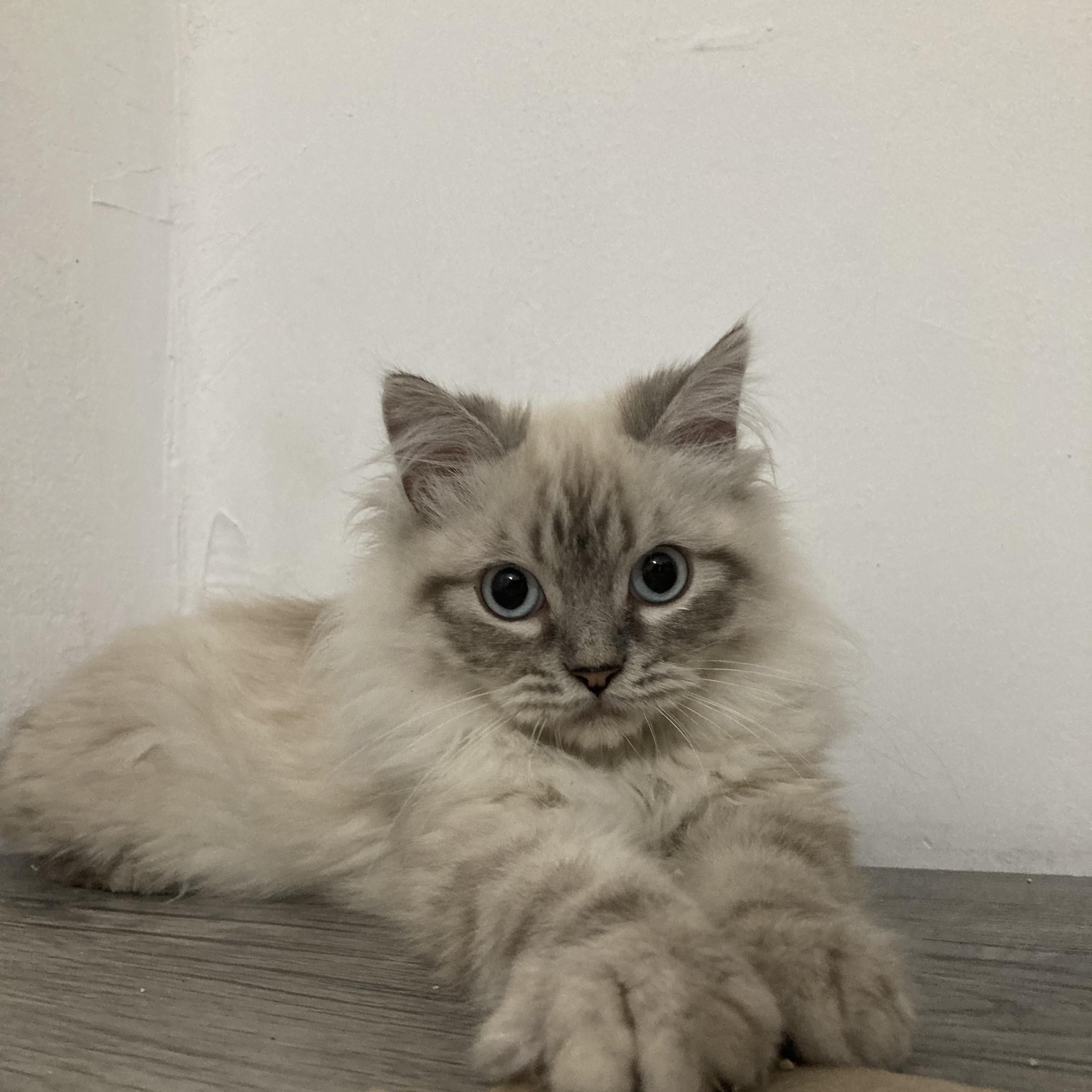Romeo , ADOPTABLE, Kitten Male Ragdoll.