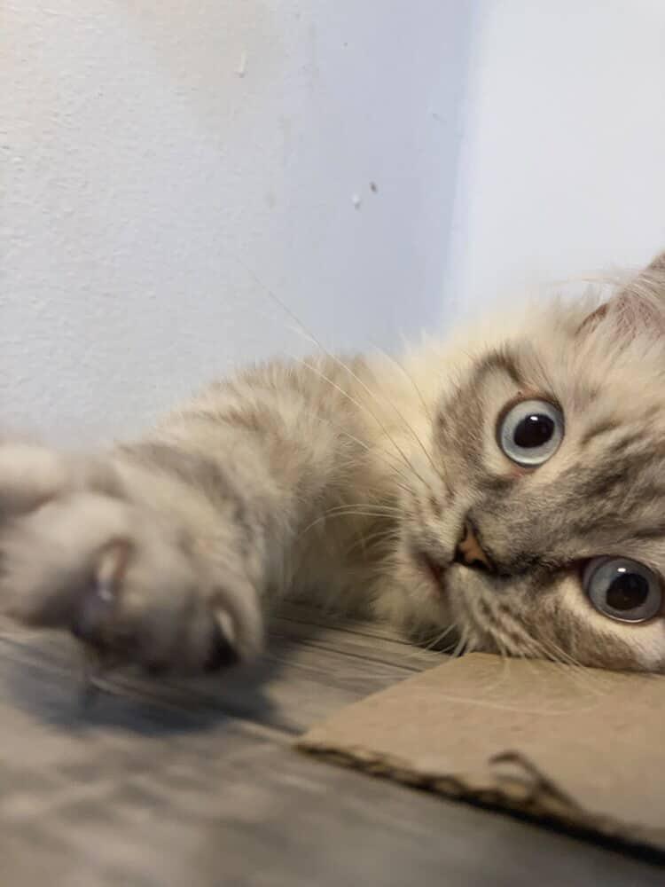 Enlarge Romeo , a ADOPTABLE mixed breed in North York, ON image 5/5