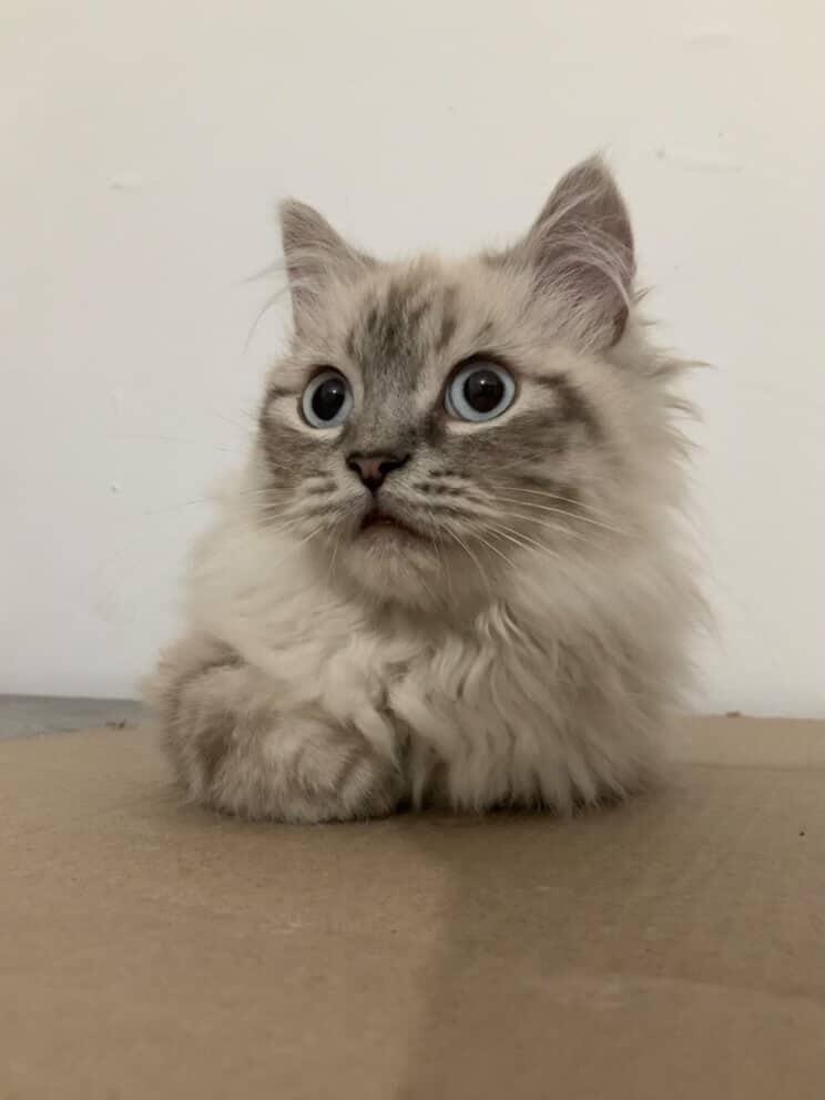 Enlarge Romeo , a ADOPTABLE mixed breed in North York, ON image 2/5