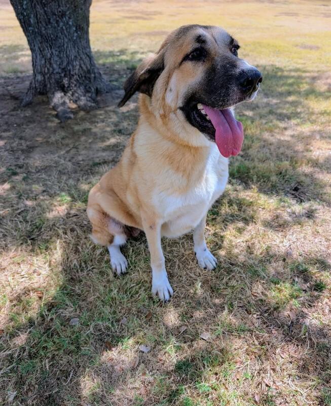 Enlarge Blanche, a Adoptable Anatolian Shepherd in Boulder, CO image 1/3