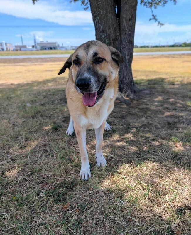 Enlarge Blanche, a Adoptable Anatolian Shepherd in Boulder, CO image 2/3