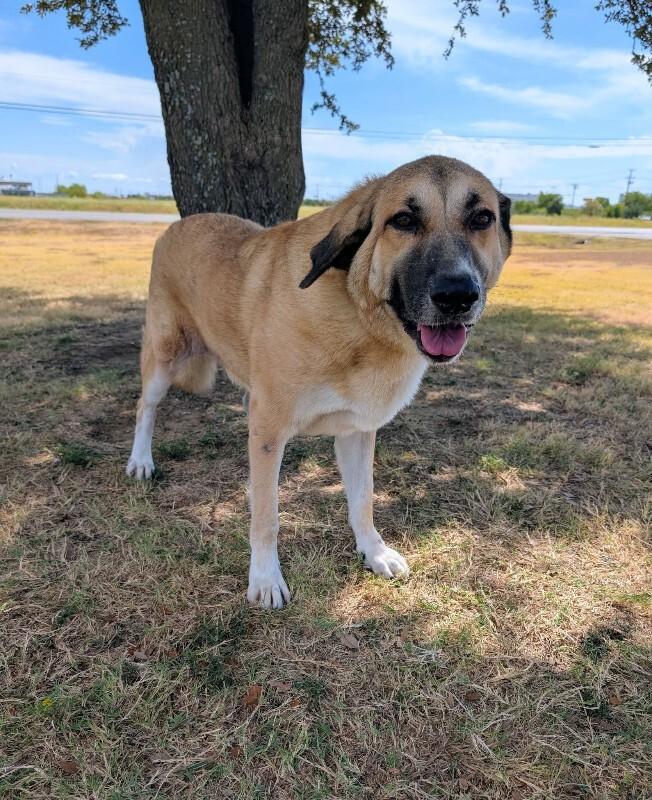 Enlarge Blanche, a Adoptable Anatolian Shepherd in Boulder, CO image 3/3