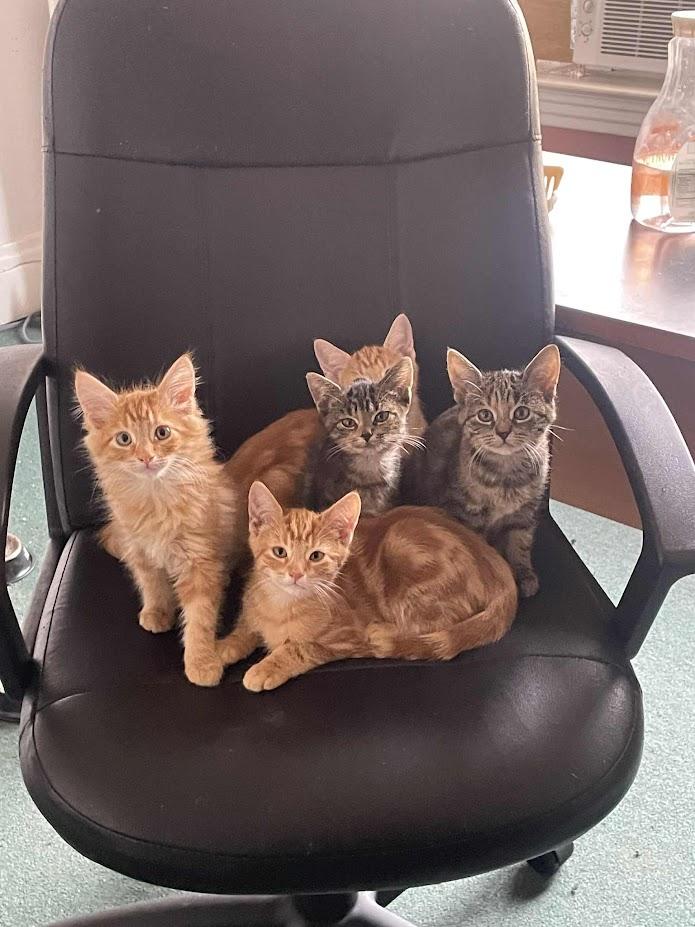 Tama, a Adoptable Domestic Short Hair in Penfield, NY image 4/5