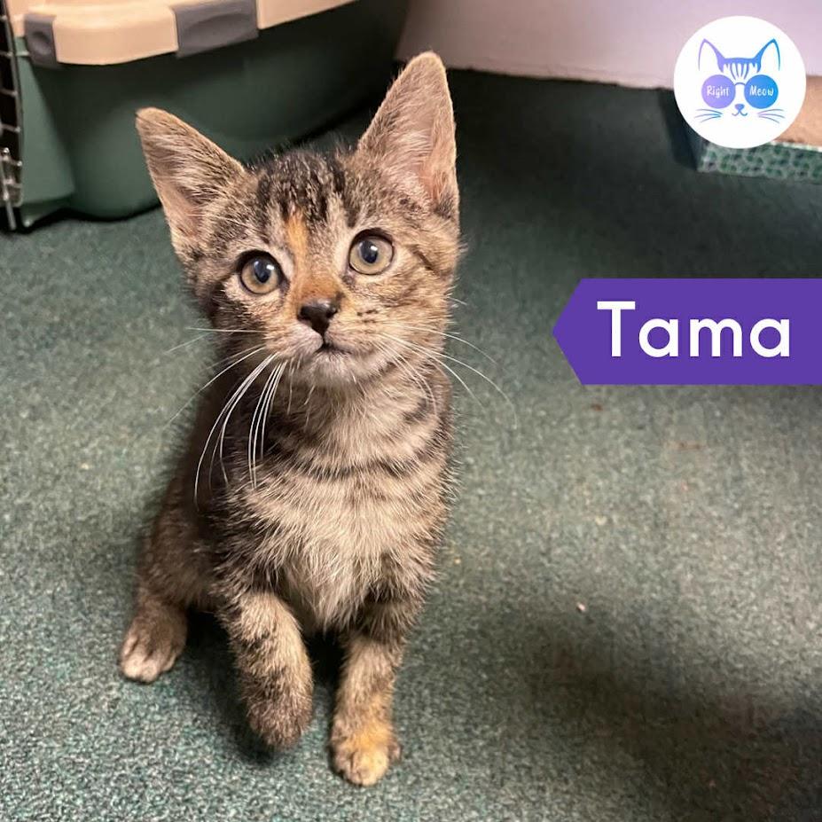 Tama, a Adoptable Domestic Short Hair in Penfield, NY image 1/5