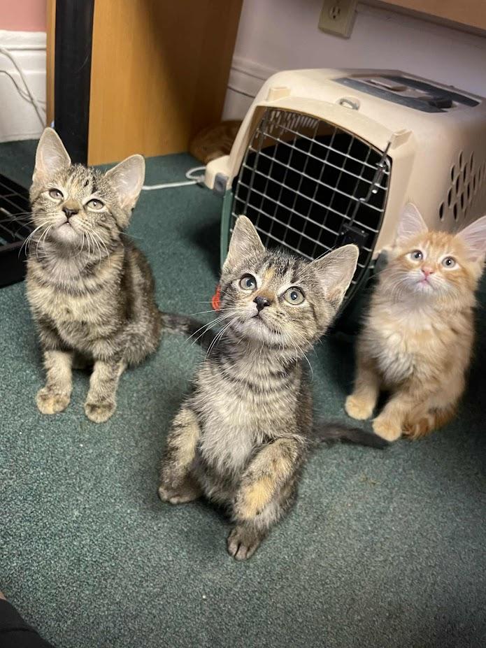 Tama, a Adoptable Domestic Short Hair in Penfield, NY image 5/5