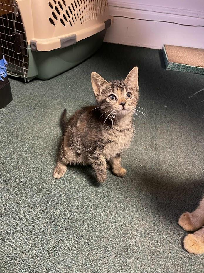 Tama, a Adoptable Domestic Short Hair in Penfield, NY image 2/5