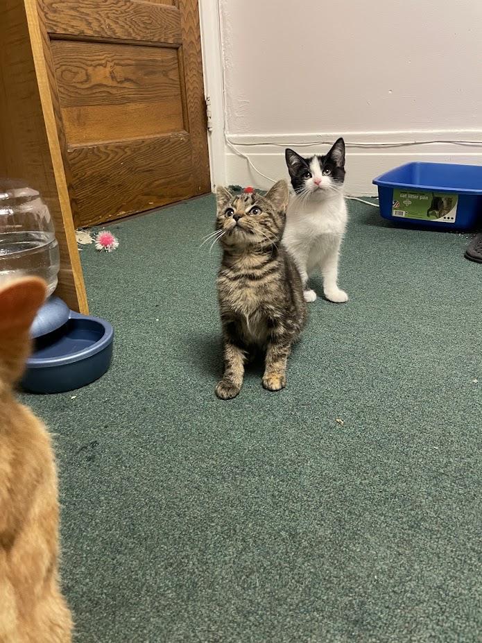 Tama, a Adoptable Domestic Short Hair in Penfield, NY image 3/5