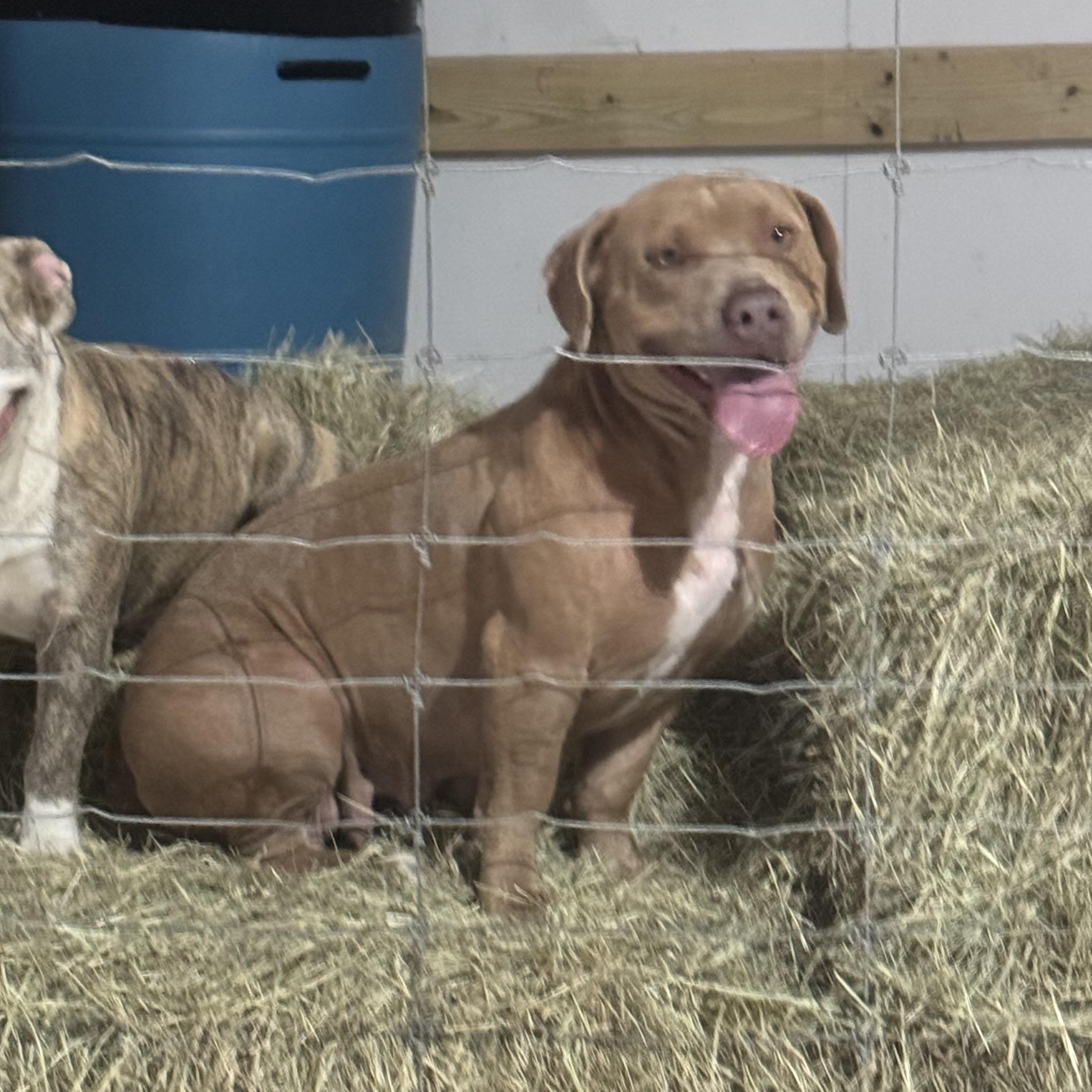 Rosie, a Adoptable American Bully in Manvel, TX image 2/6