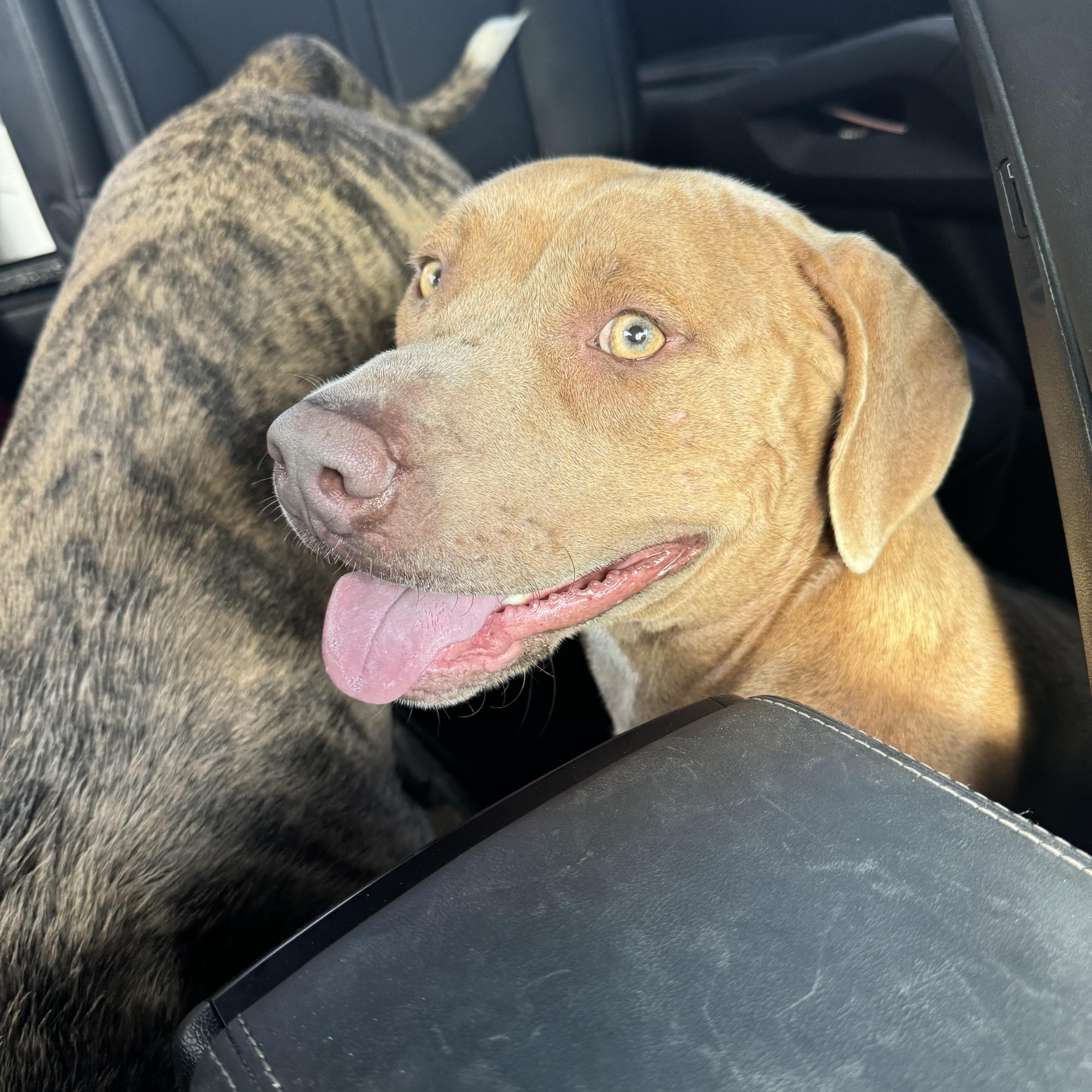 Rosie, a Adoptable American Bully in Manvel, TX image 3/6