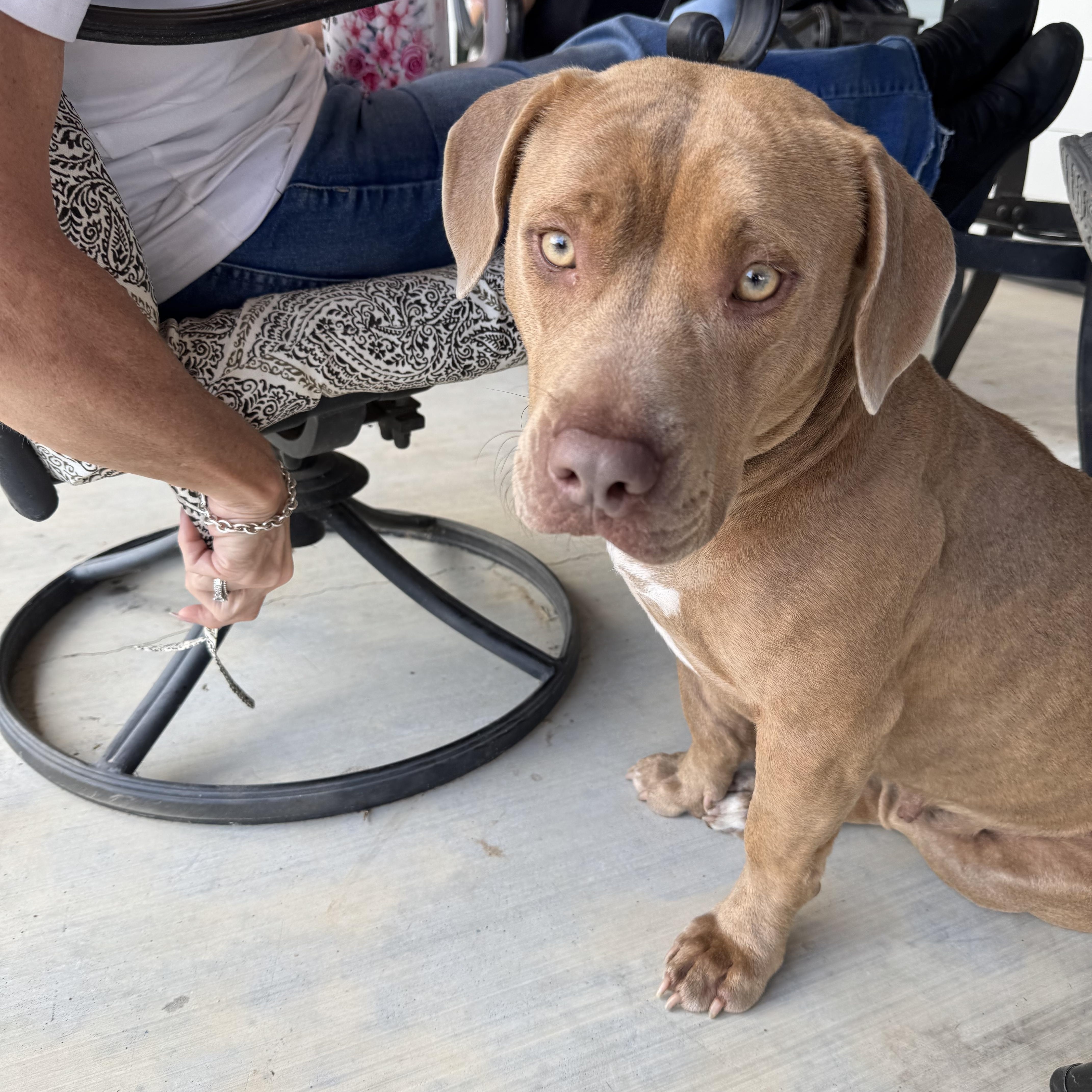 Rosie, a Adoptable American Bully in Manvel, TX image 4/6