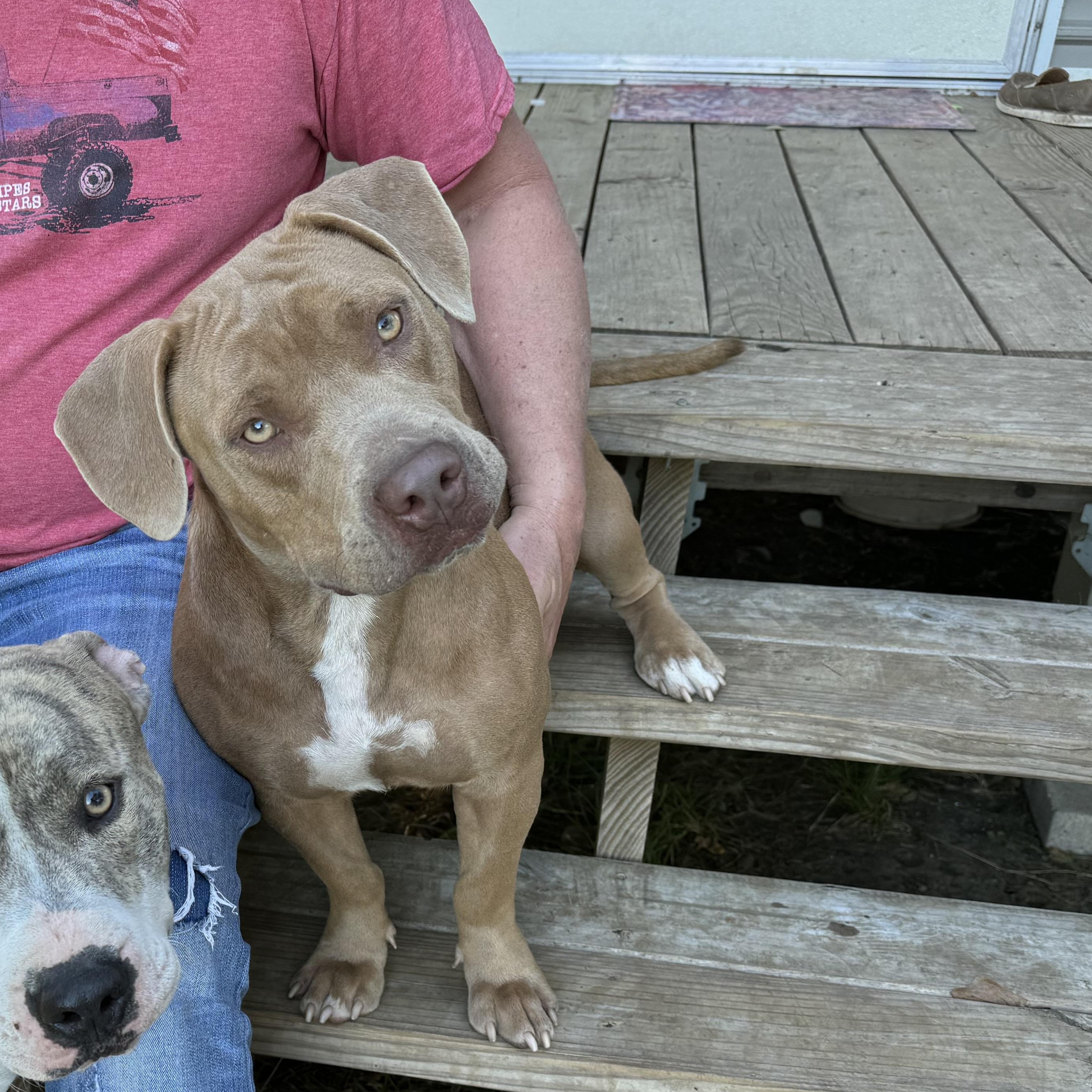 Rosie, a Adoptable American Bully in Manvel, TX image 5/6