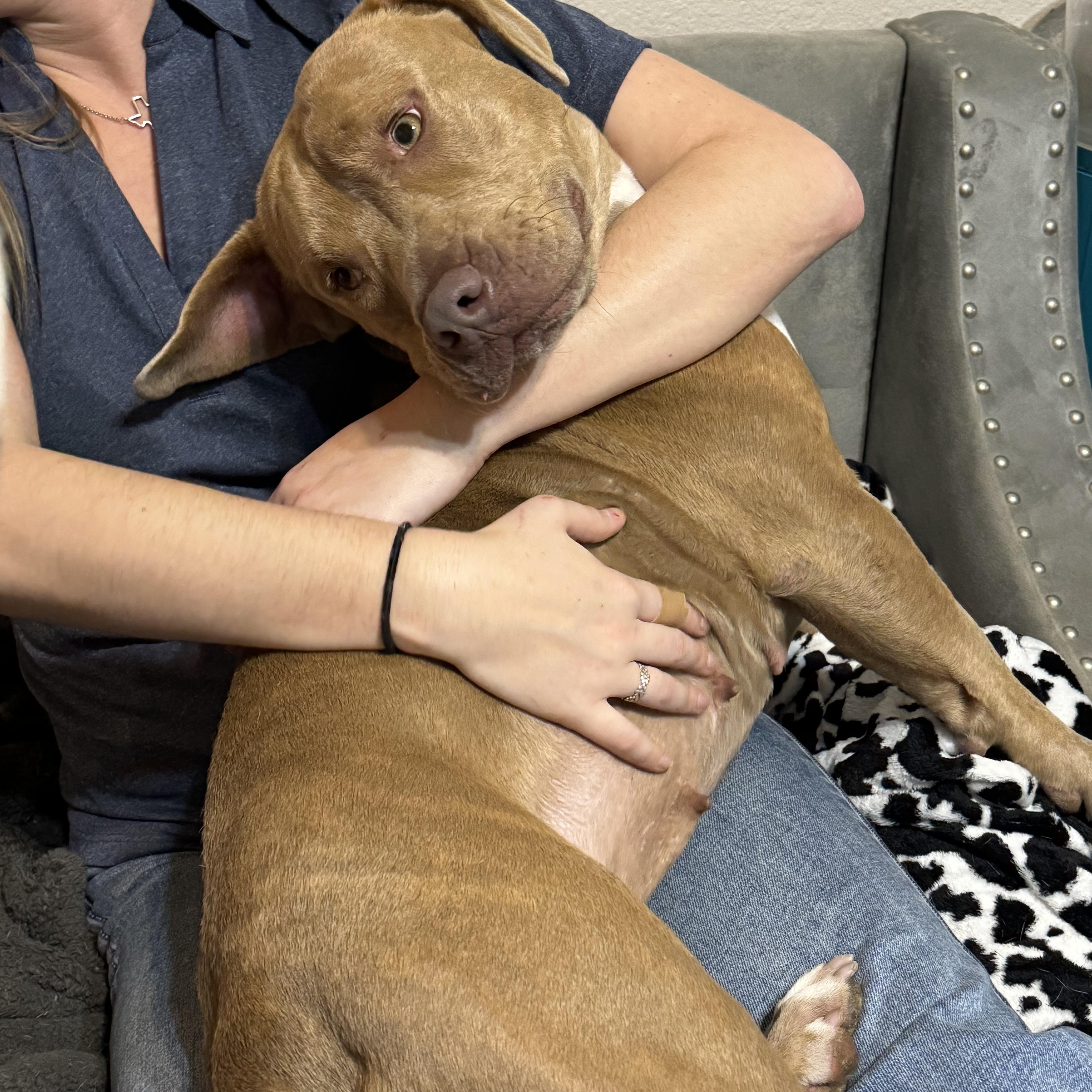 Rosie, a Adoptable American Bully in Manvel, TX image 6/6