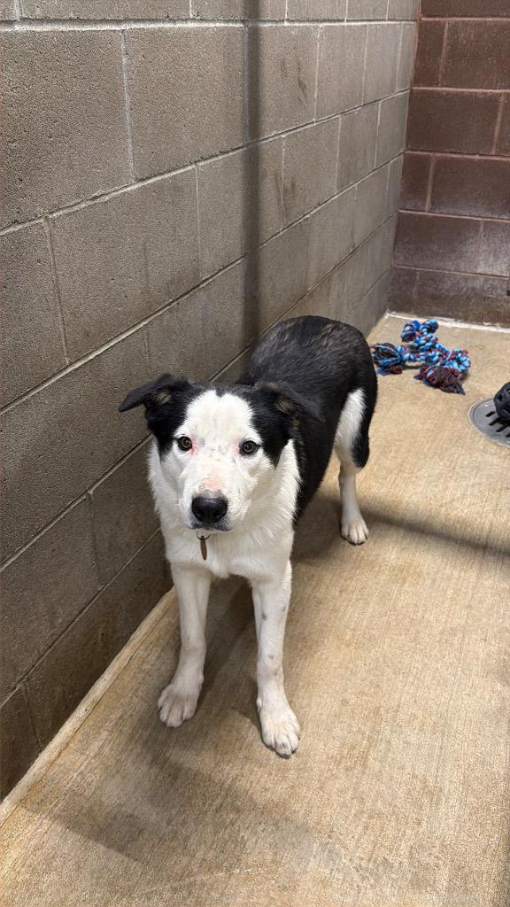 Amos, Adoptable, Young Male Border Collie.