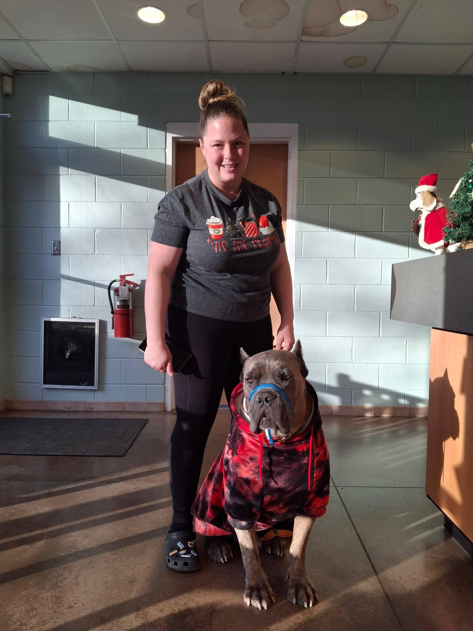 Enlarge Arnie, a ADOPTABLE Cane Corso in Goochland, VA image 2/6