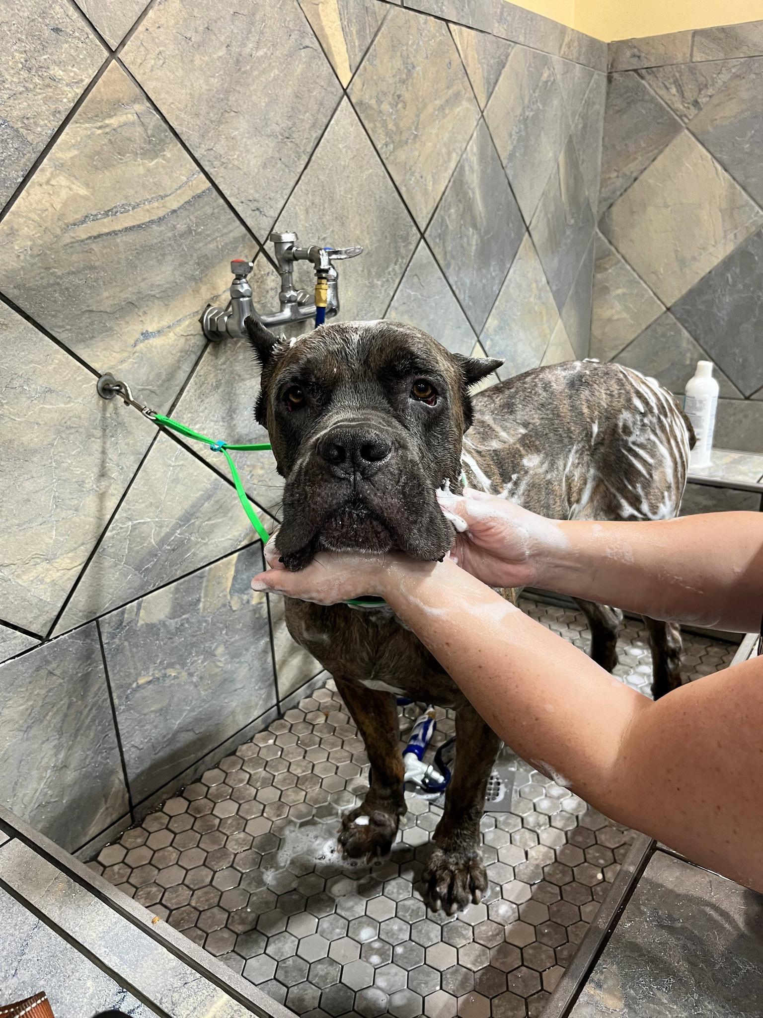 Enlarge Arnie, a ADOPTABLE Cane Corso in Goochland, VA image 6/6