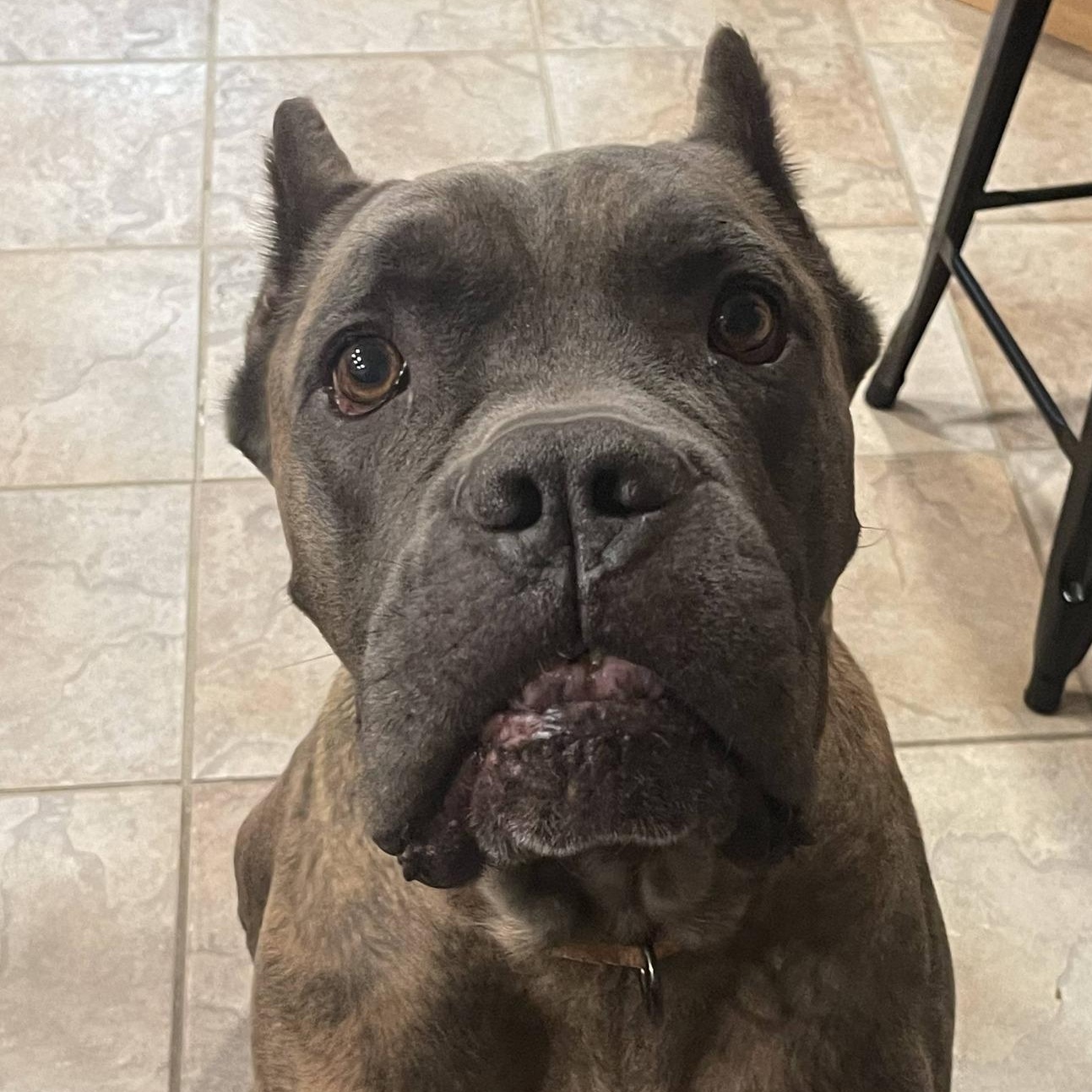 Enlarge Arnie, a ADOPTABLE Cane Corso in Goochland, VA image 1/6