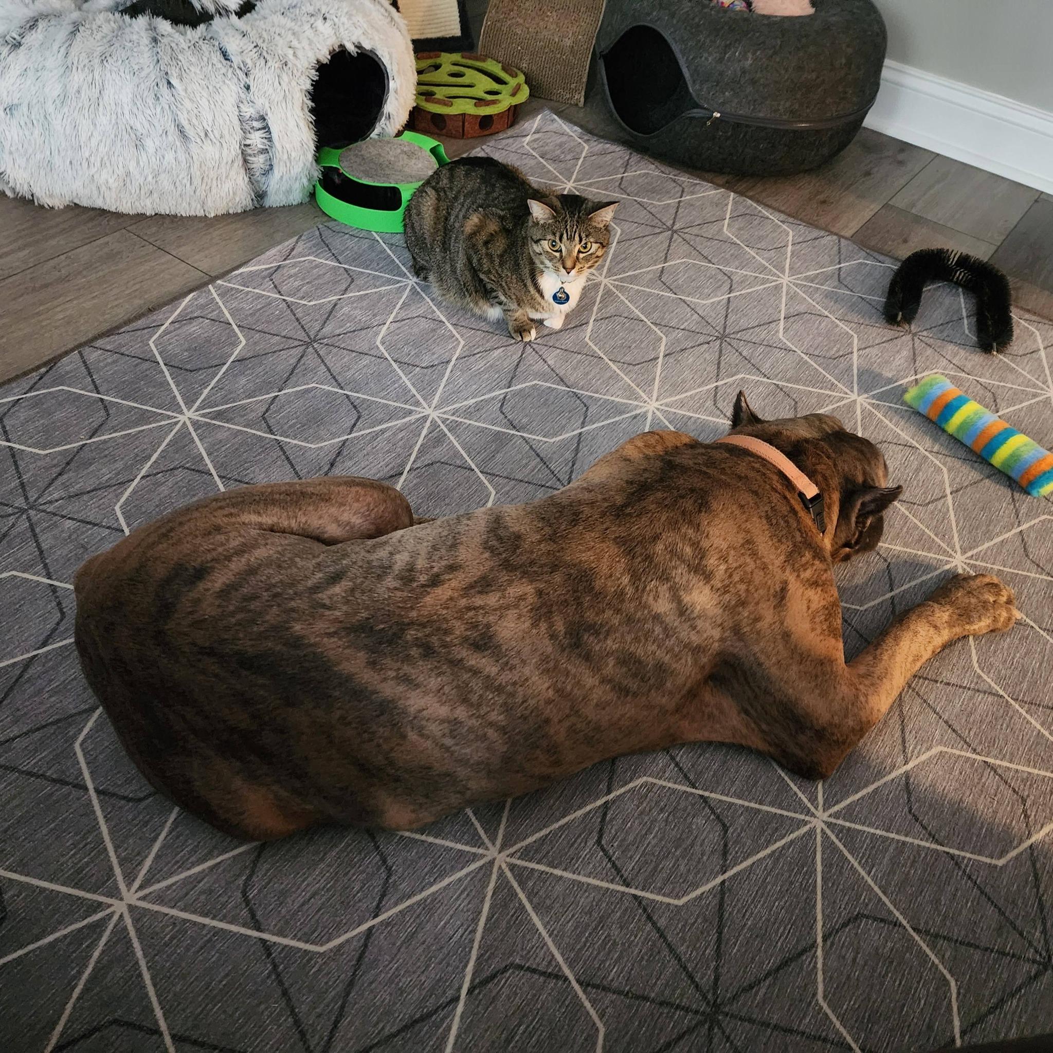 Enlarge Arnie, a ADOPTABLE Cane Corso in Goochland, VA image 3/6