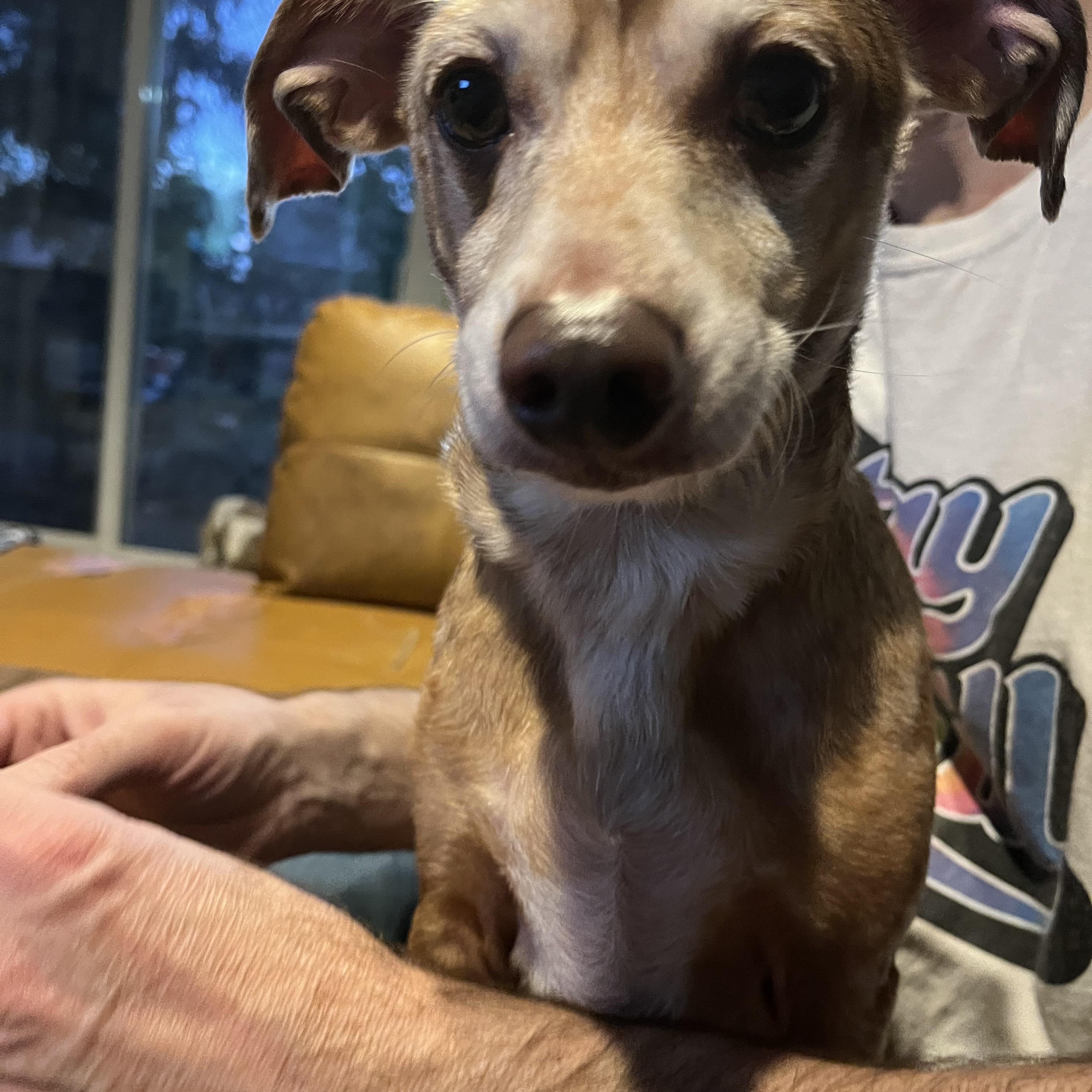 Chewy, a Adoptable mixed breed in Byron, IL image 2/6