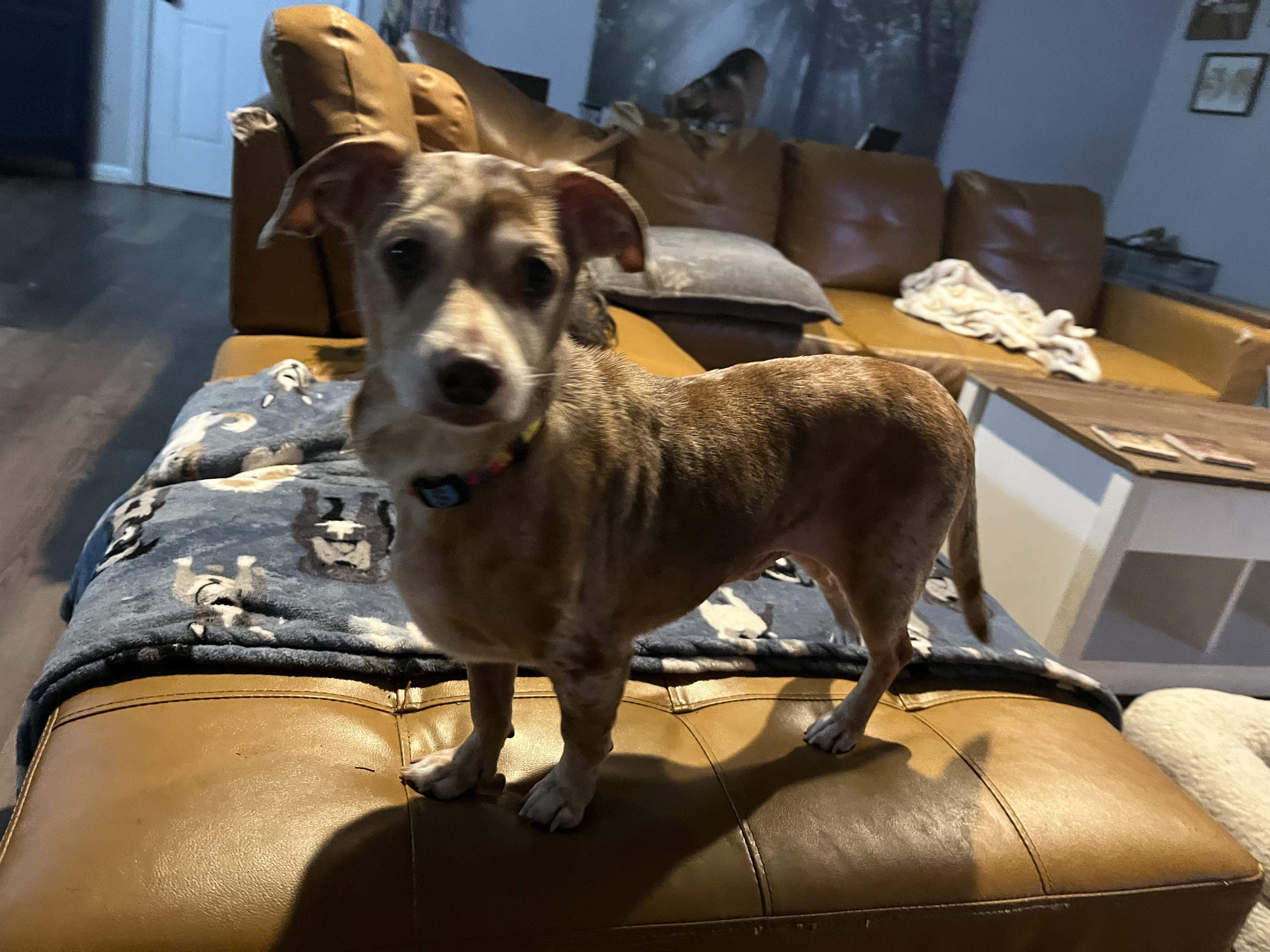 Chewy, a Adoptable mixed breed in Byron, IL image 3/6